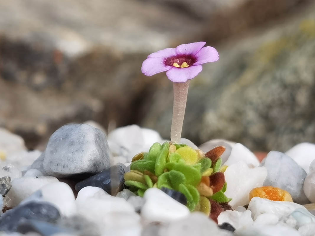 Dionysia afganica